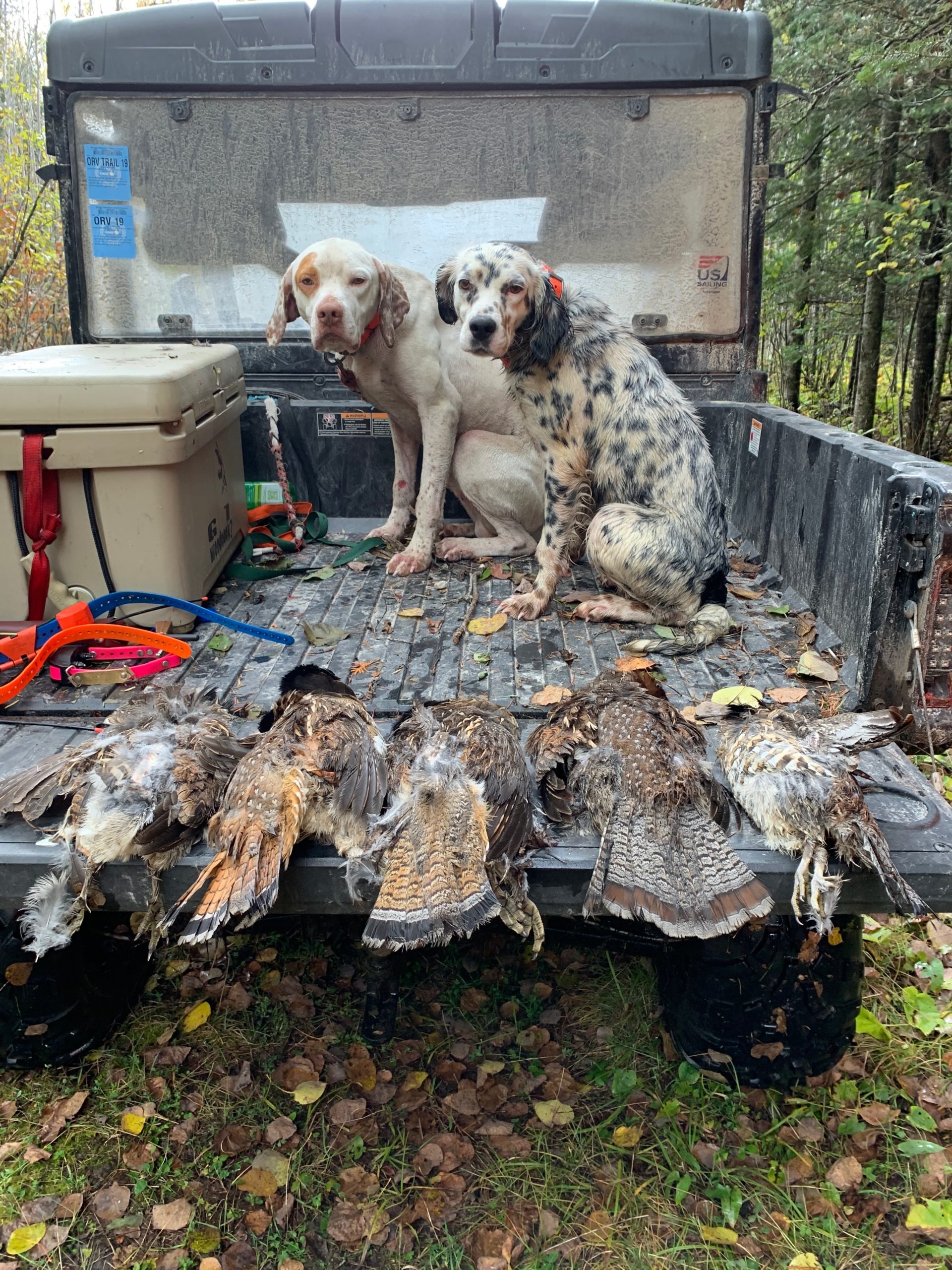 Border Country grouse hunting dogs and birds