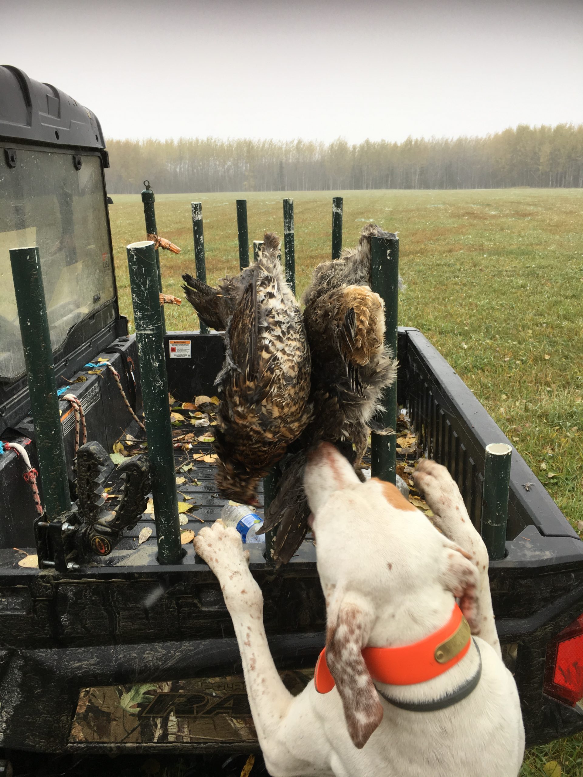 Border Country Ontario grouse hunting